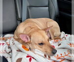 Small #3 Labrador Retriever Mix