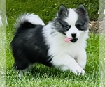 Small Photo #42 Pomsky Puppy For Sale in BAXTER, TN, USA