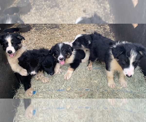 Medium Photo #17 Border Collie Puppy For Sale in BLANCO, TX, USA
