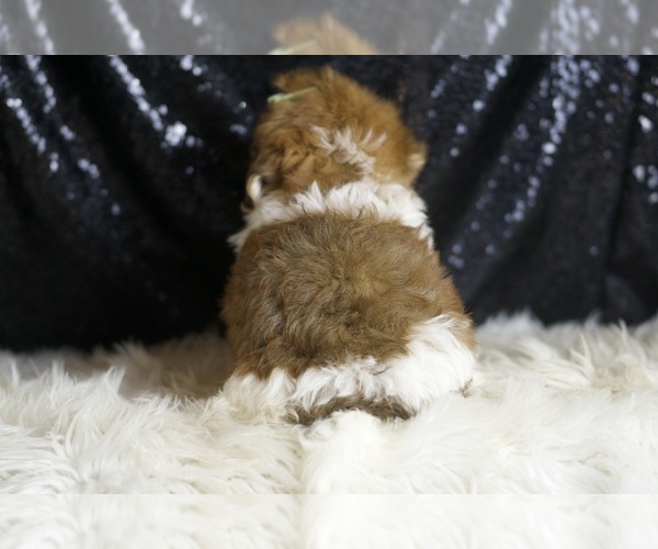 Medium Photo #6 YorkiePoo Puppy For Sale in WARSAW, IN, USA