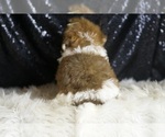 Small #5 YorkiePoo