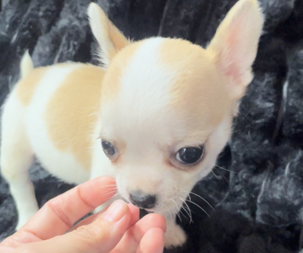 Medium Photo #11 Chihuahua Puppy For Sale in ADAMSVILLE, TN, USA