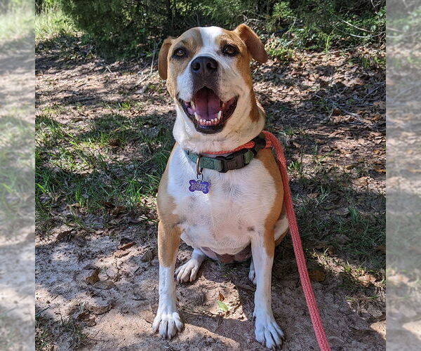 Medium Photo #2 Boxer-Unknown Mix Puppy For Sale in McCormick, SC, USA