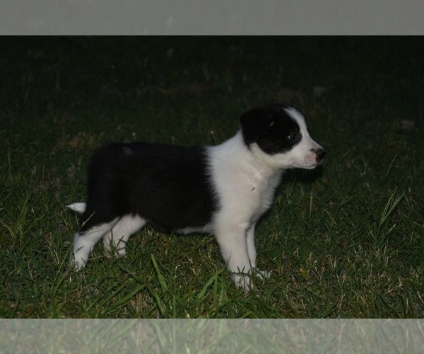 Medium Photo #3 Border Collie Puppy For Sale in LAKE DALLAS, TX, USA