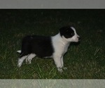 Small Photo #3 Border Collie Puppy For Sale in LAKE DALLAS, TX, USA