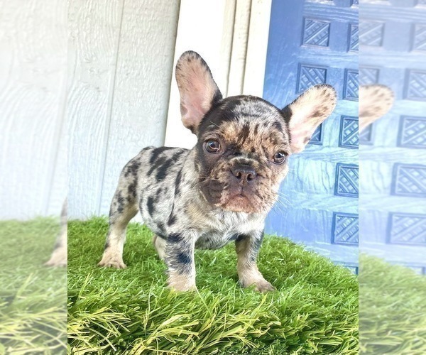 Medium Photo #6 French Bulldog Puppy For Sale in CASTLE ROCK, CO, USA