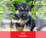 Puppy Red German Shepherd Dog-Siberian Husky Mix