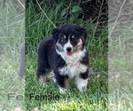 Small #1 Australian Shepherd