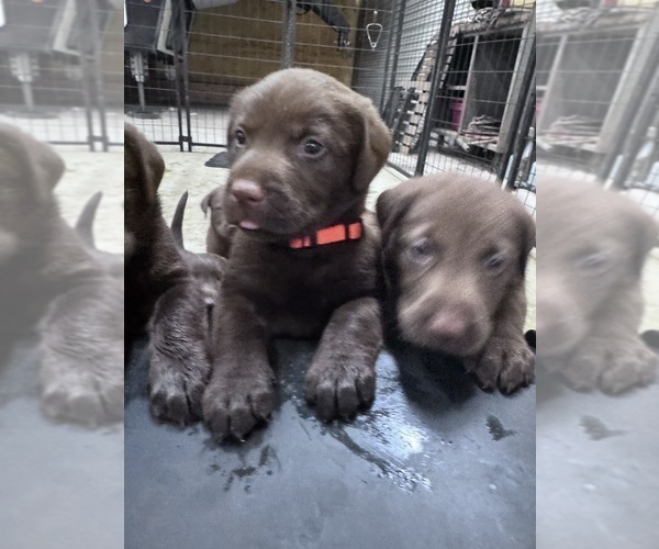 Medium Photo #5 Labrador Retriever Puppy For Sale in PIERSON, FL, USA