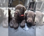 Small #4 Labrador Retriever