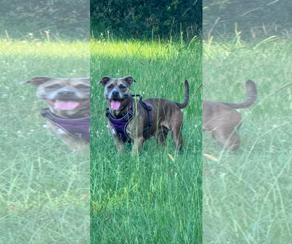 Medium Photo #2 Mutt Puppy For Sale in The Woodlands, TX, USA