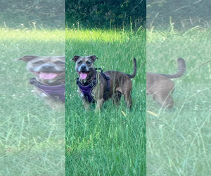 Precious - Female Mutt Dog for Adoption - Photo #2