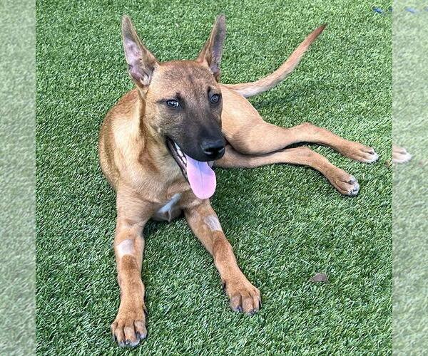 Medium Photo #11 Chihuahua-Unknown Mix Puppy For Sale in San Diego, CA, USA