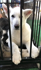 German Shepherd Dog Puppy for sale in PRINCETON, TX, USA