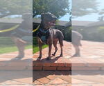 Small #2 Bullypit