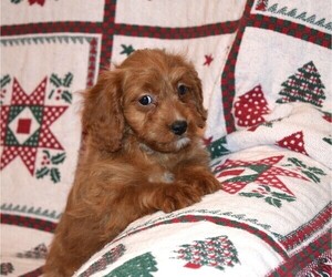 Cavapoo Puppy for sale in BARNESVILLE, KS, USA