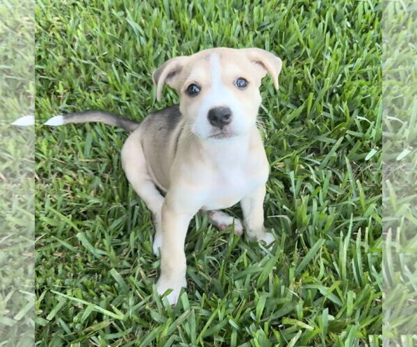Medium Photo #1 Anatolian Shepherd-Unknown Mix Puppy For Sale in The Woodlands, TX, USA