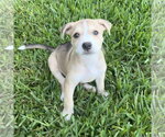 Small Anatolian Shepherd Mix