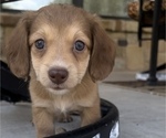 Puppy Goldie Dachshund