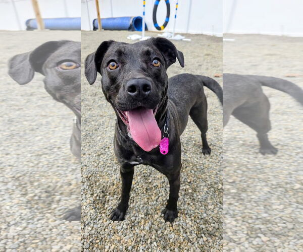 Medium Photo #7 Mutt Puppy For Sale in Rockaway, NJ, USA