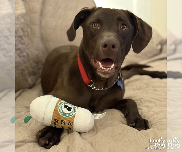Medium Photo #5 Labrador Retriever-Unknown Mix Puppy For Sale in Washington, DC, USA