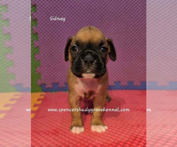 Medium Photo #3 Boxer Puppy For Sale in CABOOL, MO, USA