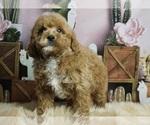 Puppy Archie AKC Poodle (Toy)