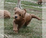 Small Photo #8 Labradoodle Puppy For Sale in ANACONDA, MT, USA