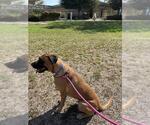Small #1 Mastiff Mix