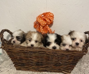 Mal-Shi Puppy for Sale in GREENVILLE, North Carolina USA
