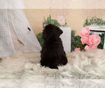 Small #6 Poodle (Toy)-Yorkshire Terrier Mix