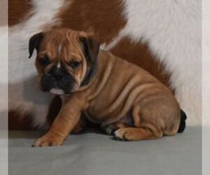 English Bulldog Puppy for sale in MARSHFIELD, MO, USA