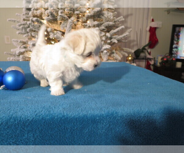 Medium Photo #4 Maltese Puppy For Sale in OCALA, FL, USA