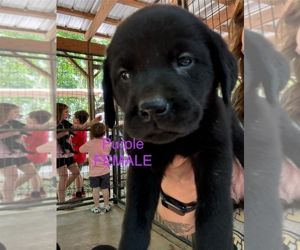 Medium Photo #14 Labrador Retriever Puppy For Sale in ROCKMART, GA, USA