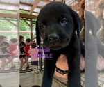 Small #13 Labrador Retriever