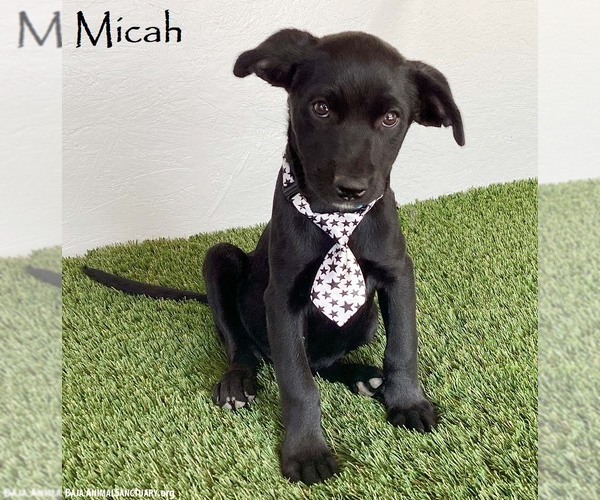 Medium Photo #1 Mutt Puppy For Sale in San Diego, CA, USA