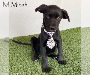 Mutt Dogs for adoption in San Diego, CA, USA