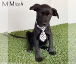 Small Mutt