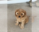 Puppy Zuri Cavapoo (Miniature)