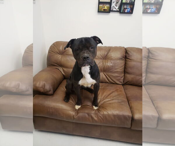 Medium Photo #1 Boxweiler Puppy For Sale in Mt. Gilead, OH, USA