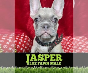 French Bulldog Puppy for sale in HEATHROW, FL, USA