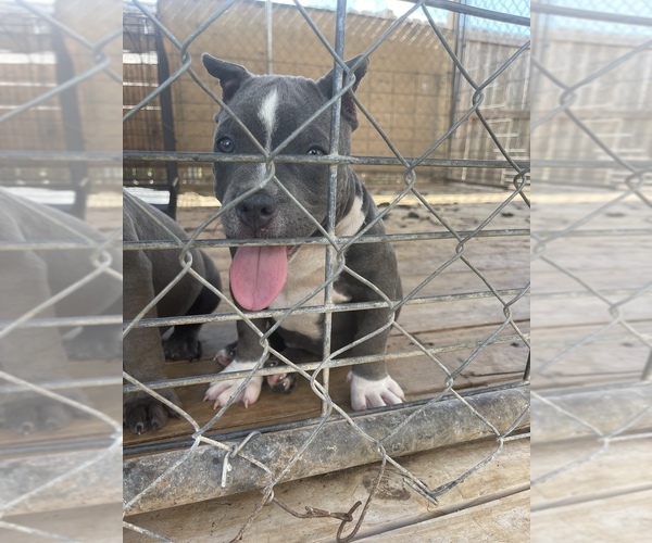 Medium Photo #12 American Bully Puppy For Sale in DRY FORK, VA, USA