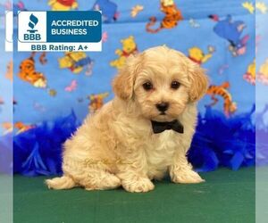 Maltipoo Puppy for sale in WINNSBORO, LA, USA