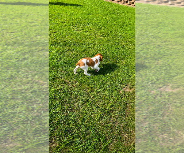 Medium Photo #7 Brittany Puppy For Sale in ORRUM, NC, USA