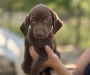 Labrador Retriever Puppy for Sale in AUSTIN, Texas USA