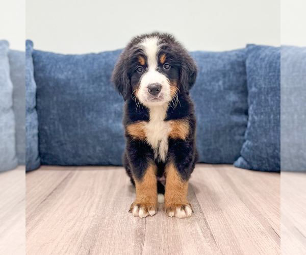 Medium Photo #1 Bernese Mountain Dog Puppy For Sale in DUNDEE, OH, USA