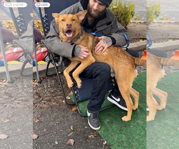 Medium Photo #2 Mutt Puppy For Sale in Yuba City, CA, USA