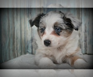 Miniature Australian Shepherd Puppy for sale in NILES, MI, USA