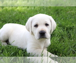 Puppy Daisy Labrador Retriever