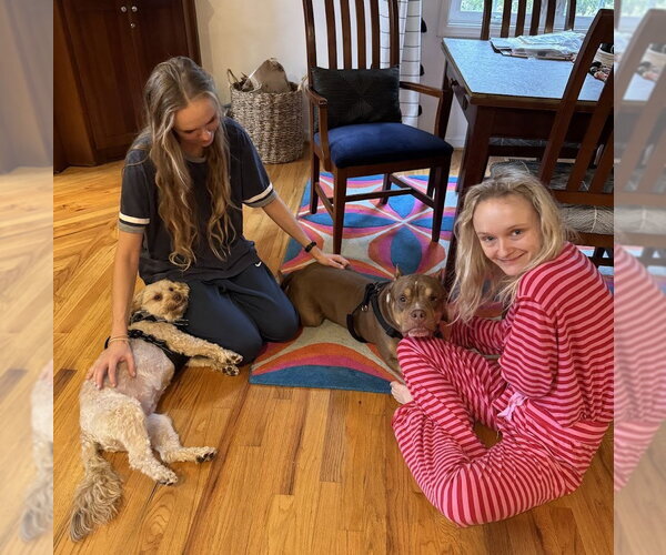 Medium Photo #3 American Staffordshire Terrier Puppy For Sale in Arlington, VA, USA